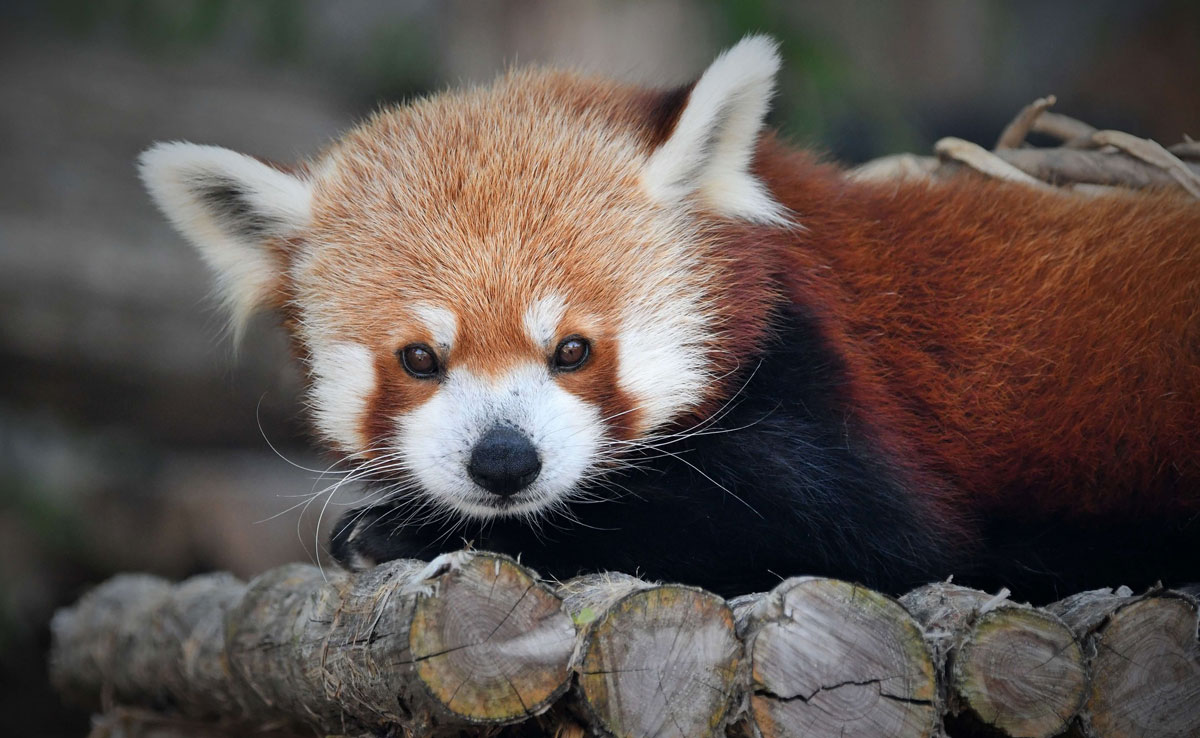 Zootoberfest at the Saint Louis Zoo